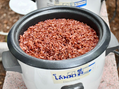 “ข้าวหอมดอกฮัง” ... พารามิเตอร์รูปภาพ 16