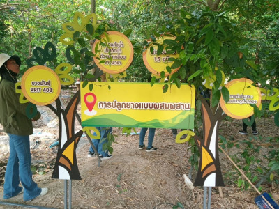 ส่องกลุ่มเกษตรกรยางพาราตำบลบ้านแก้ง ... พารามิเตอร์รูปภาพ 5