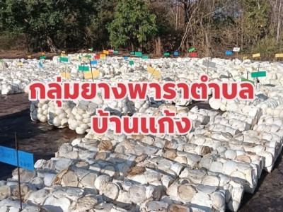 ส่องกลุ่มเกษตรกรยางพาราตำบลบ้านแก้ง ... พารามิเตอร์รูปภาพ 13