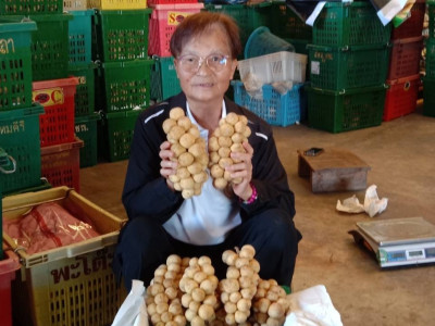 อุตรดิตถ์เชื่อมโยงเครือข่ายสหกรณ์ ส่งลองกองคุณภาพ 5.4 ตัน ... พารามิเตอร์รูปภาพ 6