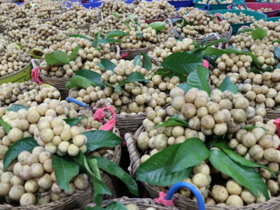 อุตรดิตถ์เชื่อมโยงเครือข่ายสหกรณ์ ส่งลองกองคุณภาพ 5.4 ตัน ... พารามิเตอร์รูปภาพ 13