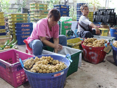 อุตรดิตถ์เชื่อมโยงเครือข่ายสหกรณ์ ส่งลองกองคุณภาพ 5.4 ตัน ... พารามิเตอร์รูปภาพ 17