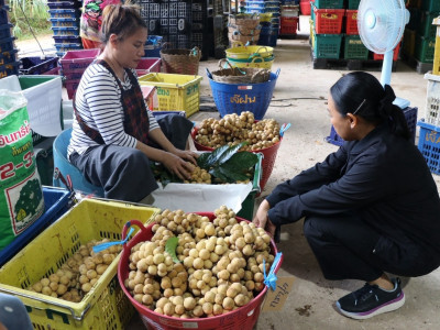 อุตรดิตถ์เชื่อมโยงเครือข่ายสหกรณ์ ส่งลองกองคุณภาพ 5.4 ตัน ... พารามิเตอร์รูปภาพ 18