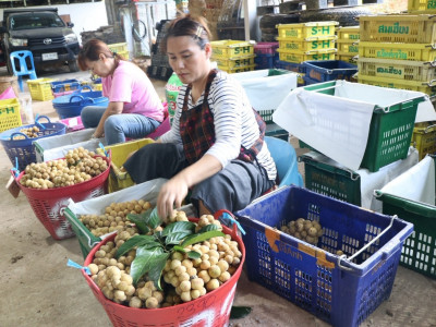 อุตรดิตถ์เชื่อมโยงเครือข่ายสหกรณ์ ส่งลองกองคุณภาพ 5.4 ตัน ... พารามิเตอร์รูปภาพ 19