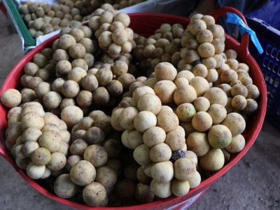 อุตรดิตถ์เชื่อมโยงเครือข่ายสหกรณ์ ส่งลองกองคุณภาพ 5.4 ตัน ... พารามิเตอร์รูปภาพ 20