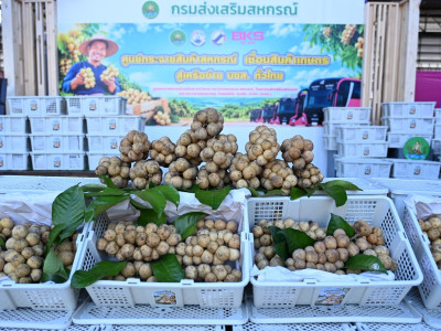 กรมส่งเสริมสหกรณ์ผนึก บขส. ยกระดับผลไม้อุตรดิตถ์สู่คนเมือง พารามิเตอร์รูปภาพ 27