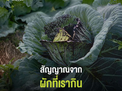 โครงการส่งเสริมการจัดการขยะอิเล็กทรอนิกส์ภายใต้โครงการ ... พารามิเตอร์รูปภาพ 13