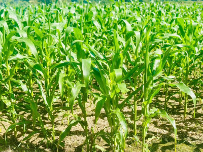 อธิบดีกรมส่งเสริมสหกรณ์ ... พารามิเตอร์รูปภาพ 25