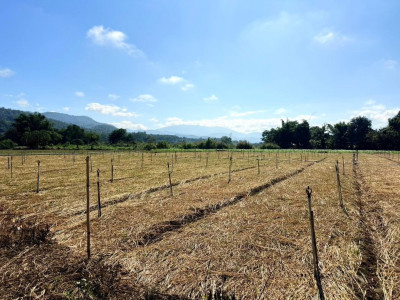 อธิบดีกรมส่งเสริมสหกรณ์ ... พารามิเตอร์รูปภาพ 26