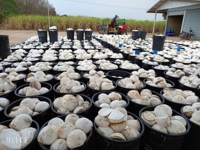 กรมส่งเสริมสหกรณ์เตรียมชงรัฐบาลของบกลางสมทบกองทุนพัฒนาสหกรณ์เพิ่มอีก 1,000 ล้านบาทปี 2569 ตั้งเป้าปล่อยกู้ดอกเบี้ยต่ำ 5,100 ล้านบาท ให้สหกรณ์ใช้รวบรวมผลผลิตและพยุงราคาสินค้าเกษตร ... พารามิเตอร์รูปภาพ 9