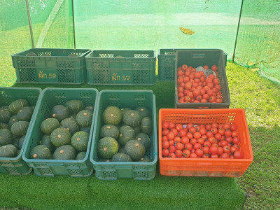 สหกรณ์ภูมิใจผักปลอดภัยภูทับเบิก มาตรฐานตลาดโมเดิร์นเทรด ... พารามิเตอร์รูปภาพ 7