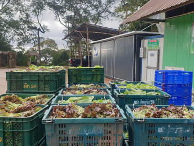 สหกรณ์ภูมิใจผักปลอดภัยภูทับเบิก มาตรฐานตลาดโมเดิร์นเทรด ... พารามิเตอร์รูปภาพ 10