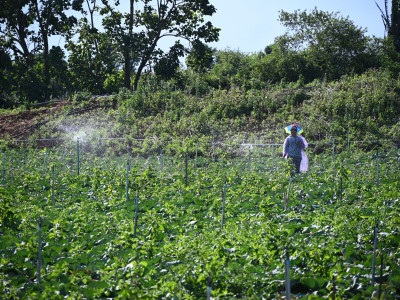 สหกรณ์ภูมิใจผักปลอดภัยภูทับเบิก มาตรฐานตลาดโมเดิร์นเทรด ... พารามิเตอร์รูปภาพ 14