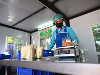 สหกรณ์ภูมิใจผักปลอดภัยภูทับเบิก มาตรฐานตลาดโมเดิร์นเทรด ... พารามิเตอร์รูปภาพ 15