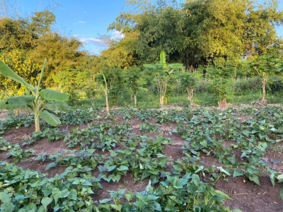 กรมส่งเสริมสหกรณ์ มอบของขวัญเทศกาลปีใหม่ 2569 ดัน 4 ... พารามิเตอร์รูปภาพ 7