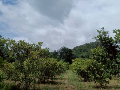 กรมส่งเสริมสหกรณ์เดินหน้าสนองนโยบายรัฐบาล ... พารามิเตอร์รูปภาพ 10