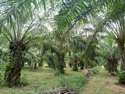 กรมส่งเสริมสหกรณ์เดินหน้าสนองนโยบายรัฐบาล ... พารามิเตอร์รูปภาพ 11