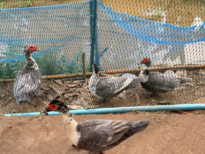 กรมส่งเสริมสหกรณ์เดินหน้าสนองนโยบายรัฐบาล ... พารามิเตอร์รูปภาพ 18