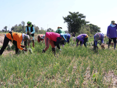 “หอมแดง”ของดีศรีสะเกษการันตีด้วยสินค้าจีไอ(GI) พารามิเตอร์รูปภาพ 2