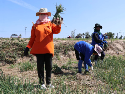 “หอมแดง”ของดีศรีสะเกษการันตีด้วยสินค้าจีไอ(GI) พารามิเตอร์รูปภาพ 3