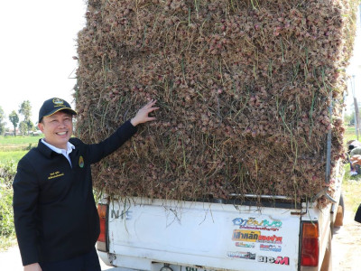 “หอมแดง”ของดีศรีสะเกษการันตีด้วยสินค้าจีไอ(GI) พารามิเตอร์รูปภาพ 7