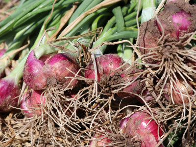 “หอมแดง”ของดีศรีสะเกษการันตีด้วยสินค้าจีไอ(GI) พารามิเตอร์รูปภาพ 12