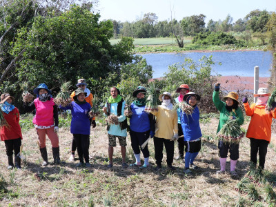 “หอมแดง”ของดีศรีสะเกษการันตีด้วยสินค้าจีไอ(GI) พารามิเตอร์รูปภาพ 13