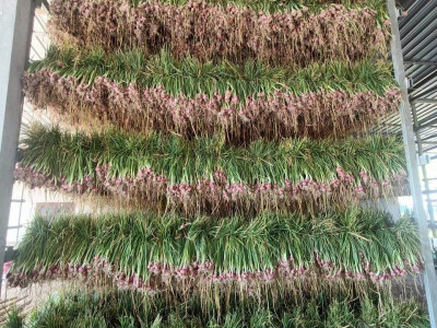 “หอมแดง”ของดีศรีสะเกษการันตีด้วยสินค้าจีไอ(GI) พารามิเตอร์รูปภาพ 17