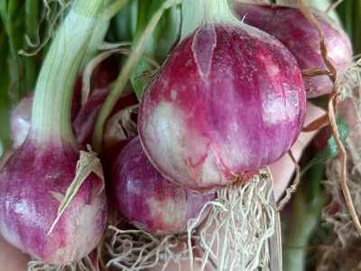 “หอมแดง”ของดีศรีสะเกษการันตีด้วยสินค้าจีไอ(GI) พารามิเตอร์รูปภาพ 18