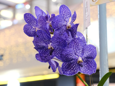 รองอธิบดีกรมส่งเสริมสหกรณ์ ... พารามิเตอร์รูปภาพ 29