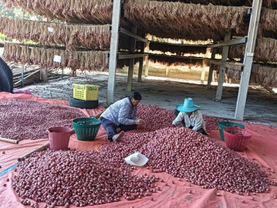 สหกรณ์ศรีสะเกษเร่งกระจายหอมแดงออกสู่ตลาดตั้งเป้ารอบแรก 40 ... พารามิเตอร์รูปภาพ 2