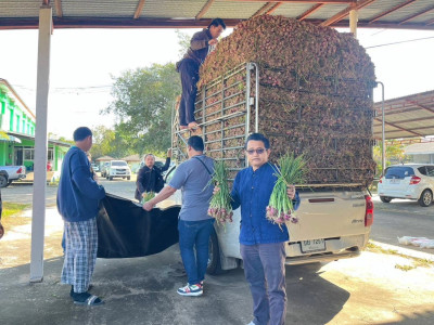 สหกรณ์ศรีสะเกษเร่งกระจายหอมแดงออกสู่ตลาดตั้งเป้ารอบแรก 40 ... พารามิเตอร์รูปภาพ 9