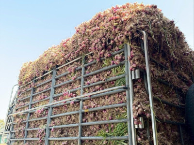 สหกรณ์ศรีสะเกษเร่งกระจายหอมแดงออกสู่ตลาดตั้งเป้ารอบแรก 40 ... พารามิเตอร์รูปภาพ 11