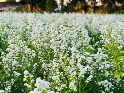 อธิบดีกรมส่งเสริมสหกรณ์ ... พารามิเตอร์รูปภาพ 31