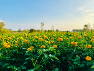 อธิบดีกรมส่งเสริมสหกรณ์ ... พารามิเตอร์รูปภาพ 32