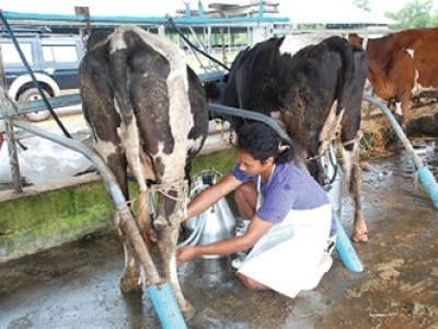 กองทุนพัฒนาสหกรณ์มอบทุนการศึกษาส่งลูกหลานสมาชิกสหกรณ์โคนมเรียนต่อปริญญาตรี สานต่ออาชีพพระราชทาน”เลี้ยงโคนม” ... พารามิเตอร์รูปภาพ 7