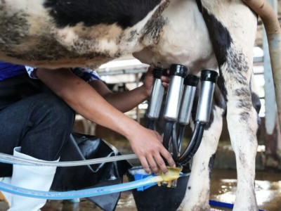 กองทุนพัฒนาสหกรณ์มอบทุนการศึกษาส่งลูกหลานสมาชิกสหกรณ์โคนมเรียนต่อปริญญาตรี สานต่ออาชีพพระราชทาน”เลี้ยงโคนม” ... พารามิเตอร์รูปภาพ 11