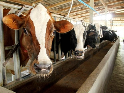 กองทุนพัฒนาสหกรณ์มอบทุนการศึกษาส่งลูกหลานสมาชิกสหกรณ์โคนมเรียนต่อปริญญาตรี สานต่ออาชีพพระราชทาน”เลี้ยงโคนม” ... พารามิเตอร์รูปภาพ 13