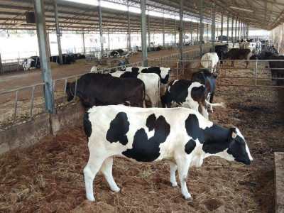 กองทุนพัฒนาสหกรณ์มอบทุนการศึกษาส่งลูกหลานสมาชิกสหกรณ์โคนมเรียนต่อปริญญาตรี สานต่ออาชีพพระราชทาน”เลี้ยงโคนม” ... พารามิเตอร์รูปภาพ 20