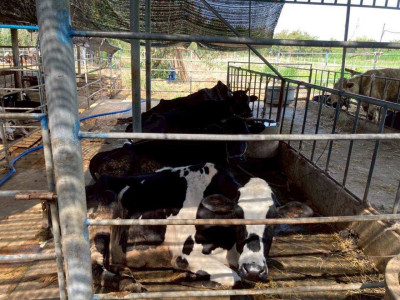 กองทุนพัฒนาสหกรณ์มอบทุนการศึกษาส่งลูกหลานสมาชิกสหกรณ์โคนมเรียนต่อปริญญาตรี สานต่ออาชีพพระราชทาน”เลี้ยงโคนม” ... พารามิเตอร์รูปภาพ 25