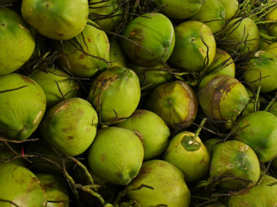 กรมส่งเสริมสหกรณ์ ลุยแก้ปัญหาราคามะพร้าวน้ำหอมตกต่ำ ... พารามิเตอร์รูปภาพ 11