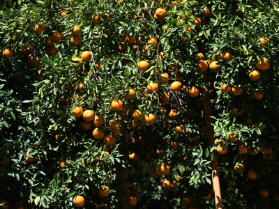 อธิบดีกรมส่งเสริมสหกรณ์ พร้อมด้วย ... พารามิเตอร์รูปภาพ 25