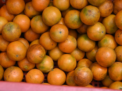 “สายน้ำผึ้งฝาง” ส้มสายน้ำแร่การันตี GI อำเภอฝาง ... พารามิเตอร์รูปภาพ 2