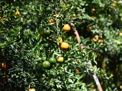 “สายน้ำผึ้งฝาง” ส้มสายน้ำแร่การันตี GI อำเภอฝาง ... พารามิเตอร์รูปภาพ 3