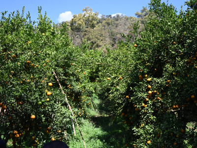 “สายน้ำผึ้งฝาง” ส้มสายน้ำแร่การันตี GI อำเภอฝาง ... พารามิเตอร์รูปภาพ 4