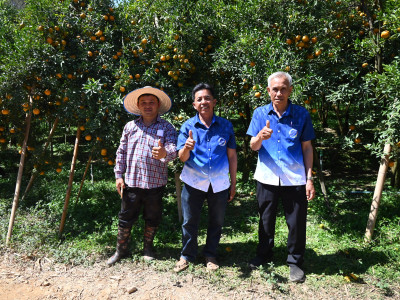 “สายน้ำผึ้งฝาง” ส้มสายน้ำแร่การันตี GI อำเภอฝาง ... พารามิเตอร์รูปภาพ 5