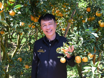 “สายน้ำผึ้งฝาง” ส้มสายน้ำแร่การันตี GI อำเภอฝาง ... พารามิเตอร์รูปภาพ 7