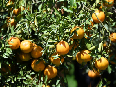 “สายน้ำผึ้งฝาง” ส้มสายน้ำแร่การันตี GI อำเภอฝาง ... พารามิเตอร์รูปภาพ 8