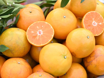 “สายน้ำผึ้งฝาง” ส้มสายน้ำแร่การันตี GI อำเภอฝาง ... พารามิเตอร์รูปภาพ 9