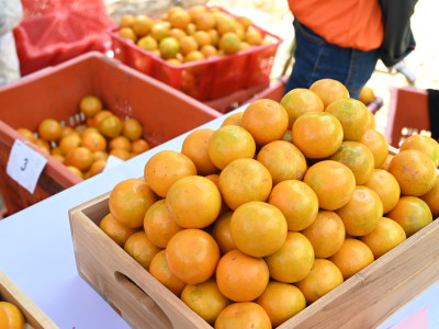 “สายน้ำผึ้งฝาง” ส้มสายน้ำแร่การันตี GI อำเภอฝาง ... พารามิเตอร์รูปภาพ 11